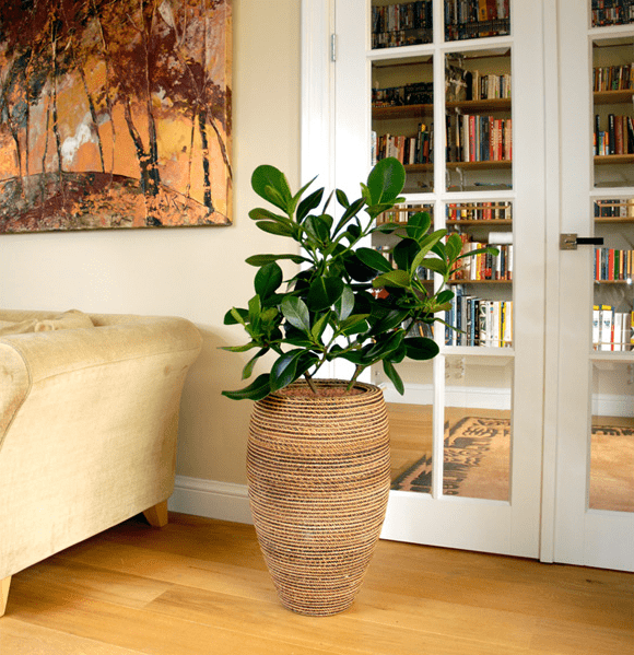 plant woonkamer