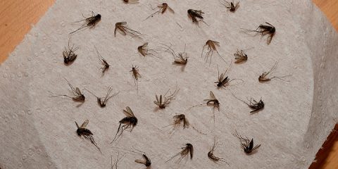 5 tips tegen muggen in huis
