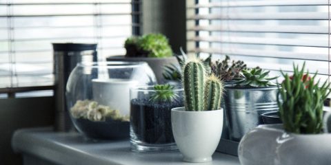 Kamerplanten- Ideale aanvulling voor je huis