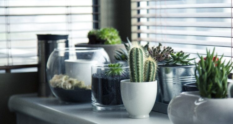 Kamerplanten- Ideale aanvulling voor je huis